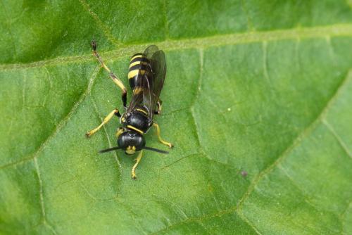 Réf. 343 832 : Gorytes sp.