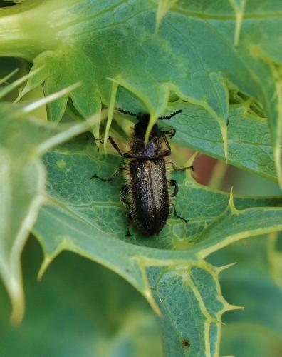 Enicopus sp.