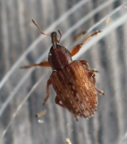 Hypera venusta