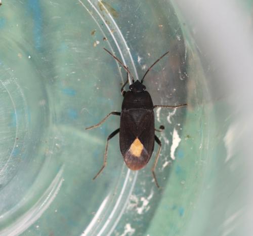 Réf. 343 360 : Aphanus rolandri