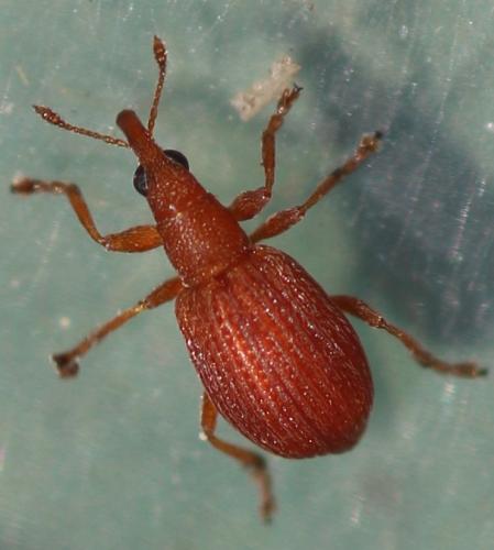 Réf. 343 679 : Apion haematodes
