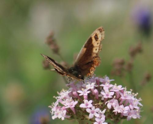 Erebia epistygne