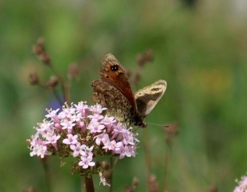 Erebia epistygne