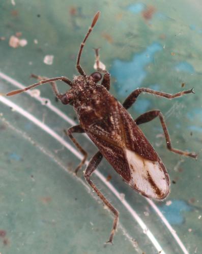 Réf. 343 755 : Henestaris laticeps