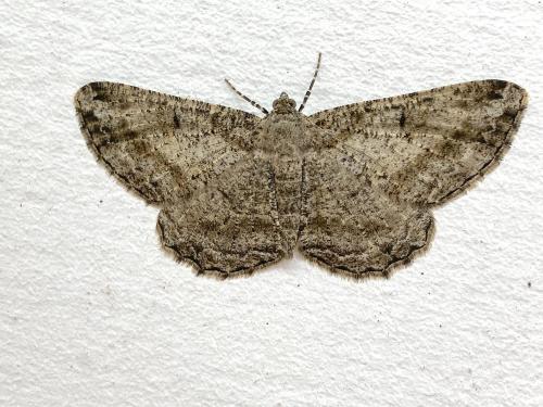 Réf. 343 331 : Peribatodes rhomboidaria
