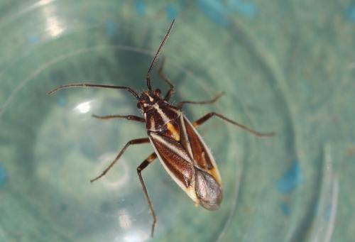 Horistus orientalis