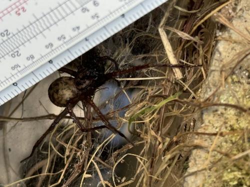 Eratigena sp.