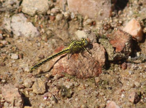 Réf. 343 891 : Gomphus simillimus