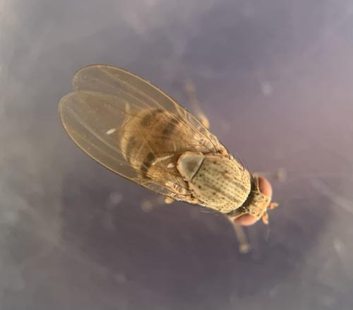 Réf. 343 765 : Minettia fasciata