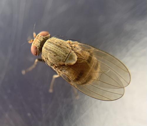 Réf. 343 766 : Minettia fasciata