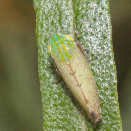 Fieberiella sp.