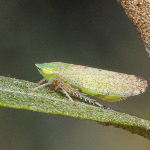 Fieberiella sp.