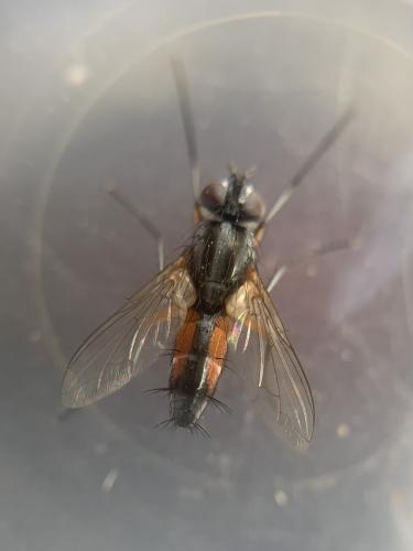 Réf. 343 964 : Mintho rufiventris