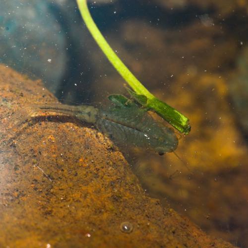 Tanymastix sp.