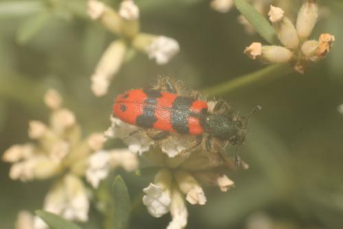 Trichodes alvearius