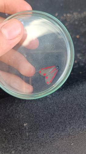 Réf. 343 135 : Tyria jacobaeae