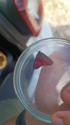 Réf. 343 136 : Tyria jacobaeae