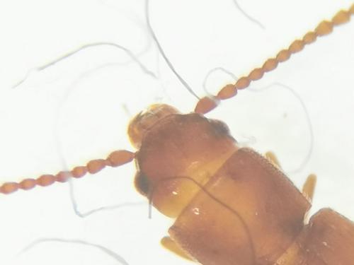 Cryptolestes sp.