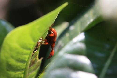 Réf. 343 898 : Apoderinae inconnu