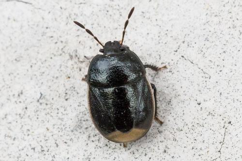 Legnotus limbosus