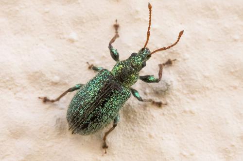 Réf. 343 216 : Phyllobius betulinus