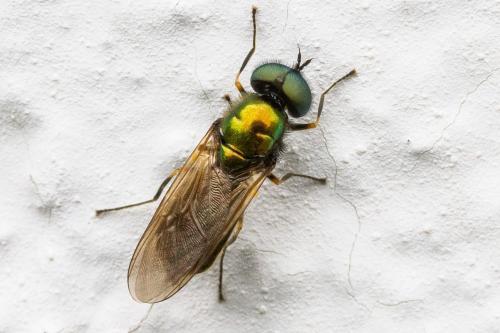 Réf. 343 741 : Chloromyia formosa
