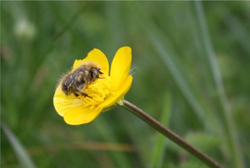 Réf. 343 911 : Tropinota hirta
