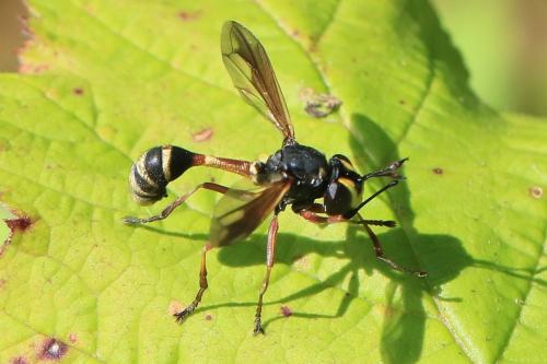 Réf. 343 468 : Physocephala rufipes