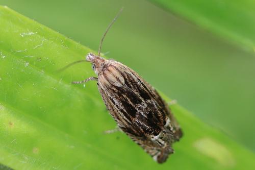 Réf. 343 053 : Eucosma aspidiscana