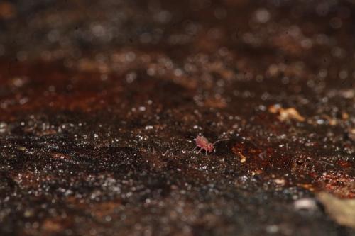 Réf. 343 893 : Calvatomina rufescens