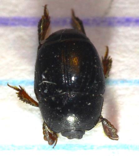 Exaesiopus grossipes