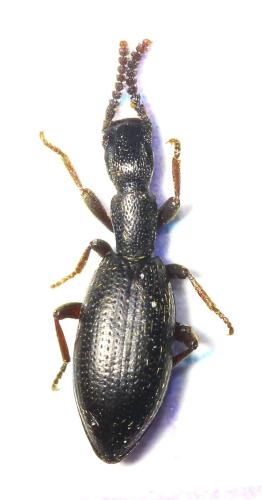 Stenosis intermedia