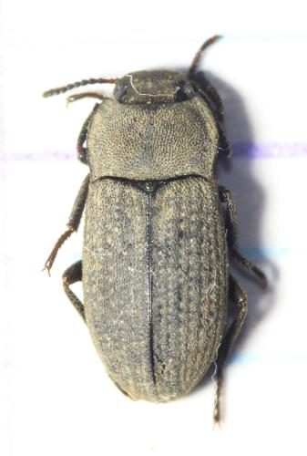 Réf. 343 545 : Gonocephalum granulatum nigrum