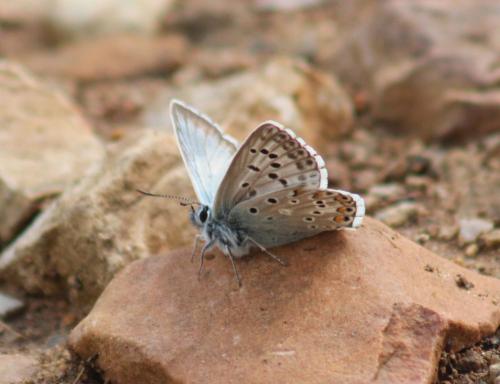 Réf. 343 116 : Polyommatus hispana
