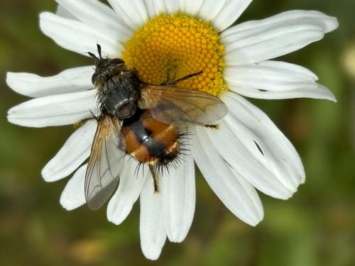 Réf. 343 752 : Tachina magnicornis
