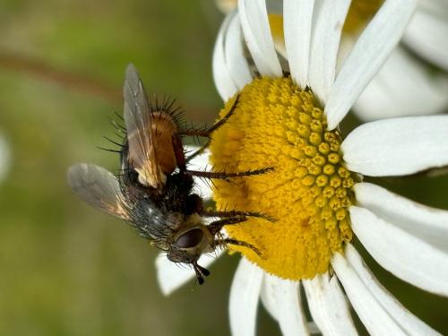 Réf. 343 751 : Tachina magnicornis