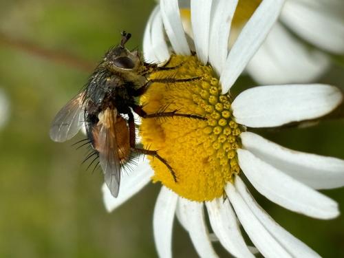 Réf. 343 750 : Tachina magnicornis