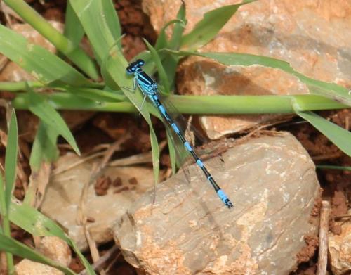 Réf. 343 161 : Coenagrion mercuriale