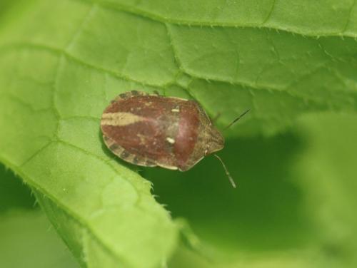 Réf. 343 239 : Eurygaster testudinaria