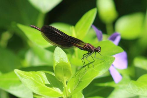 Calopteryx haemorrhoidalis