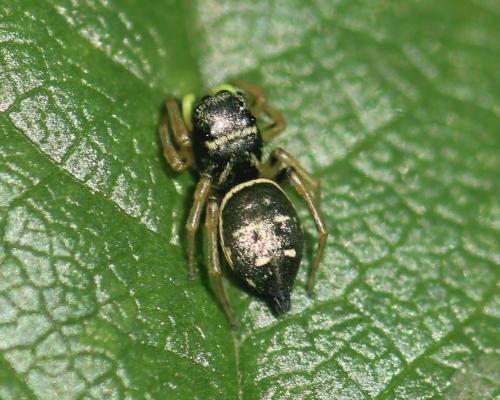 Réf. 343 366 : Heliophanus cupreus