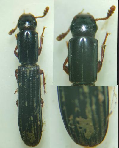 Réf. 343 686 : Colydium elongatum