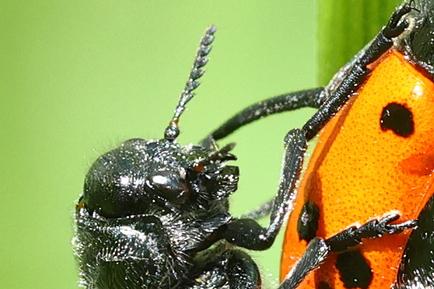 Réf. 343 259 : Lachnaia paradoxa