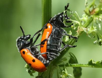 Réf. 343 257 : Lachnaia paradoxa