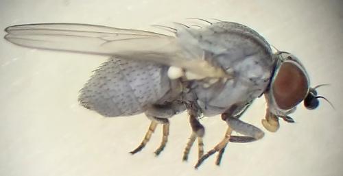 Leucopis sp.