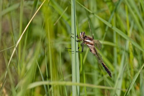Orthetrum albistylum