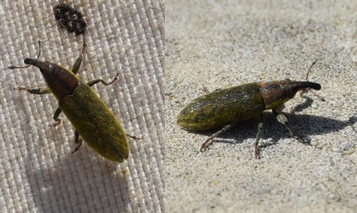 Lixus sp.