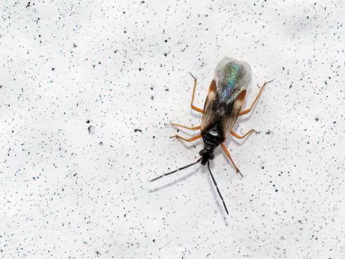 Réf. 343 533 : Loricula bipunctata