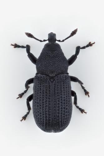 Réf. 343 430 : Magdalis exarata