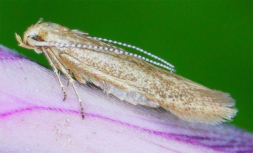 Réf. 343 309 : Coleophora lutipennella